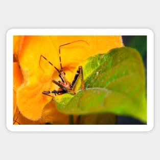 Assassin Bug Sticker